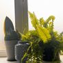 plants Image 5