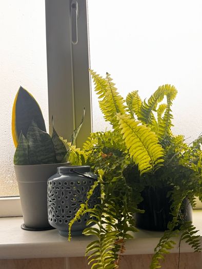 plants