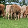 12 400kg 2025 born heifer off fresh tb test Image 5