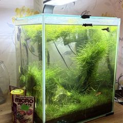 Aquael 30L Nano Aquarium Complete Setup with Fishes & Shrimps
