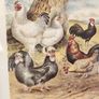 Beautiful Poltry Print Nicely Framed In Good Condition. See Photos For Same. Image 2