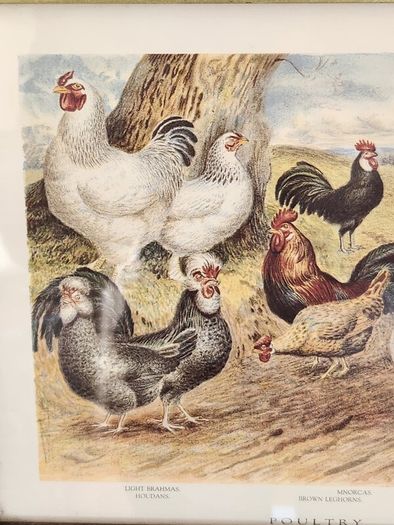 Beautiful Poltry Print Nicely Framed In Good Condition. See Photos For Same.