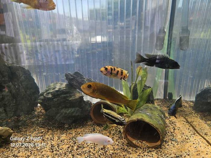 Aquarium juwel 180