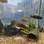 Aquarium juwel 180 Image 3