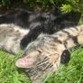 Kittens Image 3
