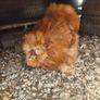Rooster Silkies Image 3