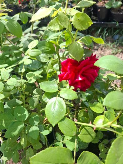 Roses for sale