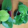 2 Plants Cuban Oregano Image 6