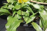 Yellow Avalanche Lily bulbs ( Erythronium grandiflorum )