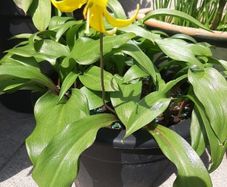 Yellow Avalanche Lily bulbs ( Erythronium grandiflorum )