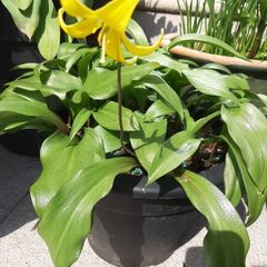 Yellow Avalanche Lily bulbs ( Erythronium grandiflorum )