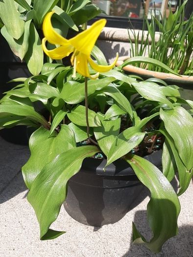 Yellow Avalanche Lily bulbs ( Erythronium grandiflorum )