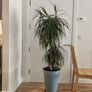 Tall Triple-Stem Dracaena Marqinata Dragon Tree Image 3