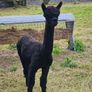 Alpaca Image 5