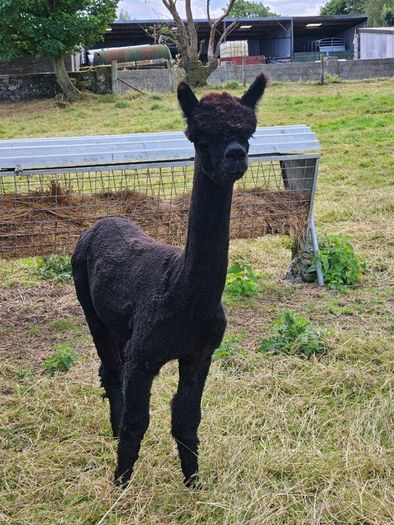 Alpaca