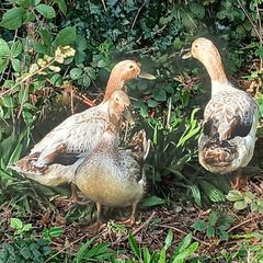ducks