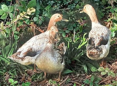 ducks