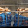 Season Firewood - Spruce/Larch - Softwood Image 4