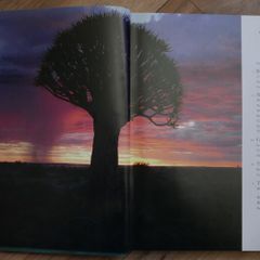 In Search of  Remarkable Trees - Thomas Pakenham