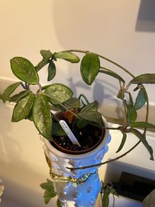 plant