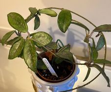 plant