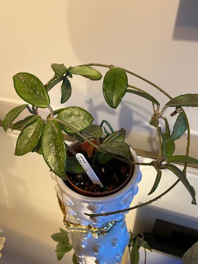 plant