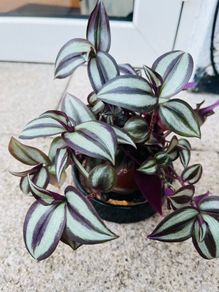 Tradescantia
