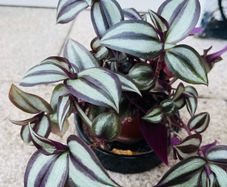 Tradescantia
