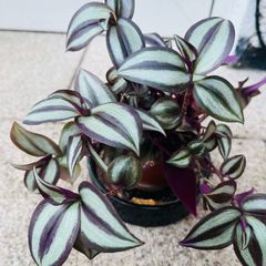Tradescantia