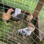 Very small bantam breed Image 5