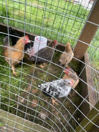 Very small bantam breed