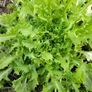 (E) Cichorium Endivia seeds 0.2g Image 3