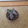 Jade plant in coconut shell Image 2