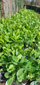 Laurel Hedging