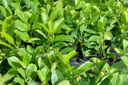 Laurel Hedging