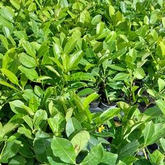 Laurel Hedging