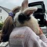 free bunny Image 2