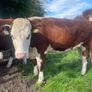 Bulling heifers Image 8