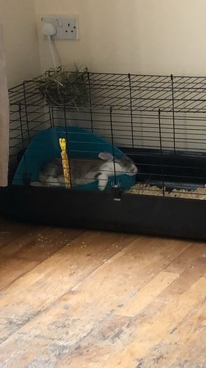 adoption