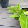 Extra large 130cm high x 75cm diameter very established calamondin citrus tree in weathered terracotta pot Image 10