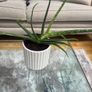 Aloe Vera plant Image 2