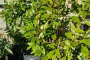 Bay leaf trees