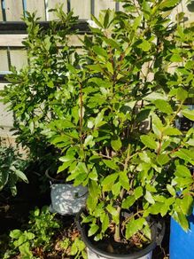 Bay leaf trees