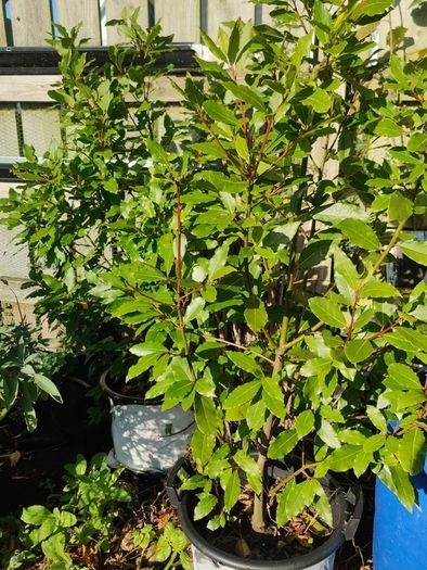 Bay leaf trees