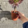 plant Image 2
