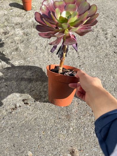 plant