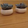 Miniature Cactus x 2 Image 3