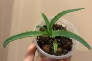 aloe vera plant