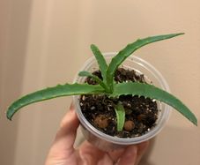 aloe vera plant