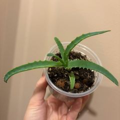 aloe vera plant